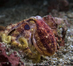 Mototi Octopus in the Lembeh Strait by Daniel Dietrich 